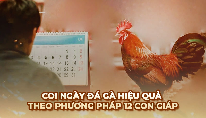 Coi ngày đá gà hiệu quả dựa theo phương pháp 12 con giáp