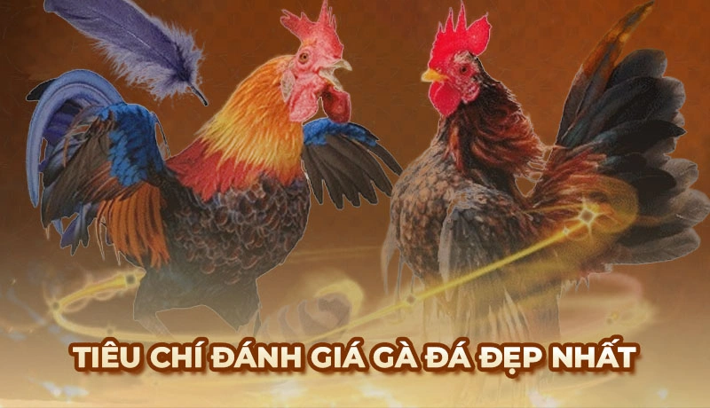 Các tiêu chí quan trọng để đánh giá những chú gà đá đẹp nhất