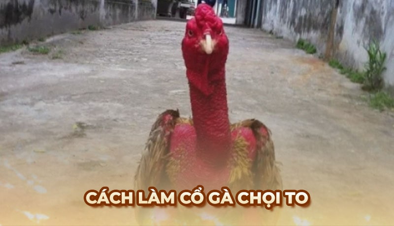 Cách làm cổ gà chọi To chuẩn kỹ thuật từ chuyên gia Ga6789